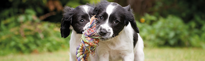 Alle benodigdheden voor een puppy