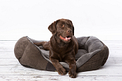 Scruffs Chester Box Bed 
