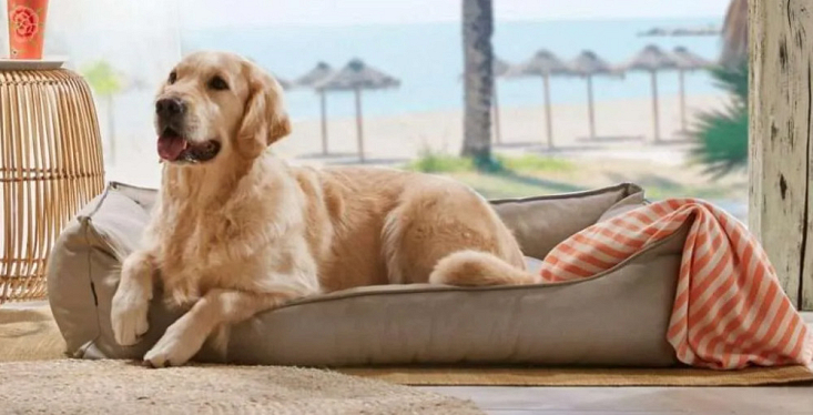 Manden en kussens voor je hond