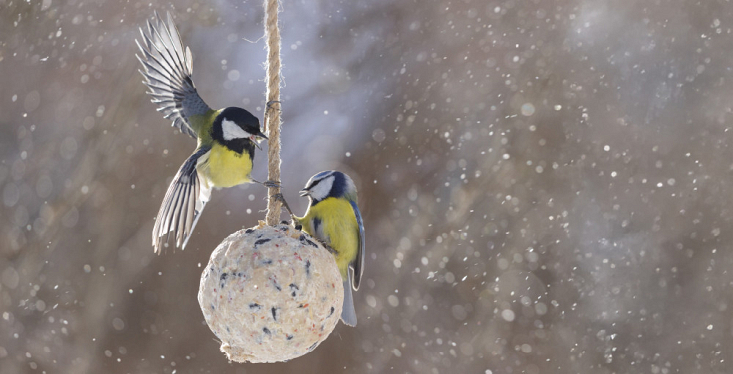 Help buitendieren de winter door