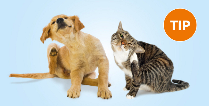 Bescherm wat je lief is! 