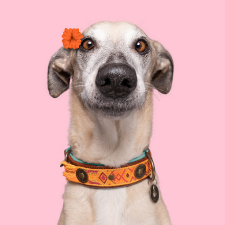 Dog with a Mission halsband Boho Chica