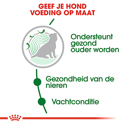 Royal Canin Hondenvoer Mini Ageing 12+ 3.5 kg