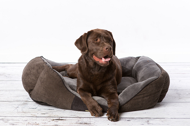 Scruffs Chester Box Bed 