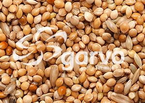 Garvo Parkiet Speciaal 20 kg