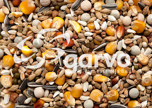 Garvo G-Spirits Rui <br>20 kg