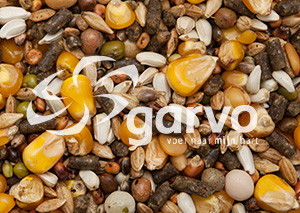 Garvo G-Spirits Marathon 20 kg