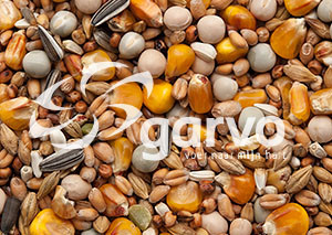 Garvo Rui/Rust 20 kg