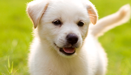 Puppycursus