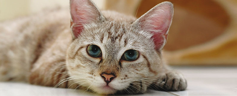 Monumentaal Kauwgom Maaltijd Kat plast in huis! Gedragsprobleem bij katten