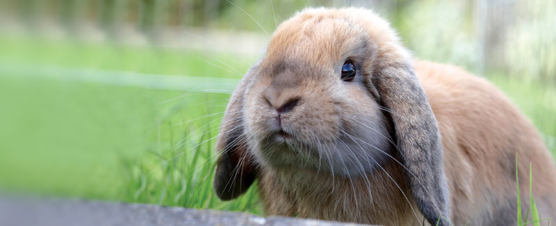 Vaccinatiedagen voor konijnen