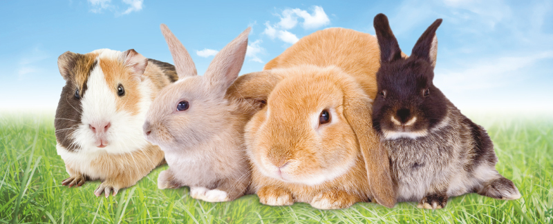 Transparant Sluipmoordenaar Guinness De gezondheid van uw konijn of knaagdier