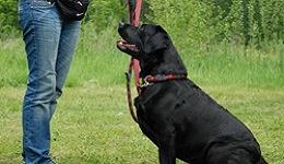 Cursus gehoorzame hond 1